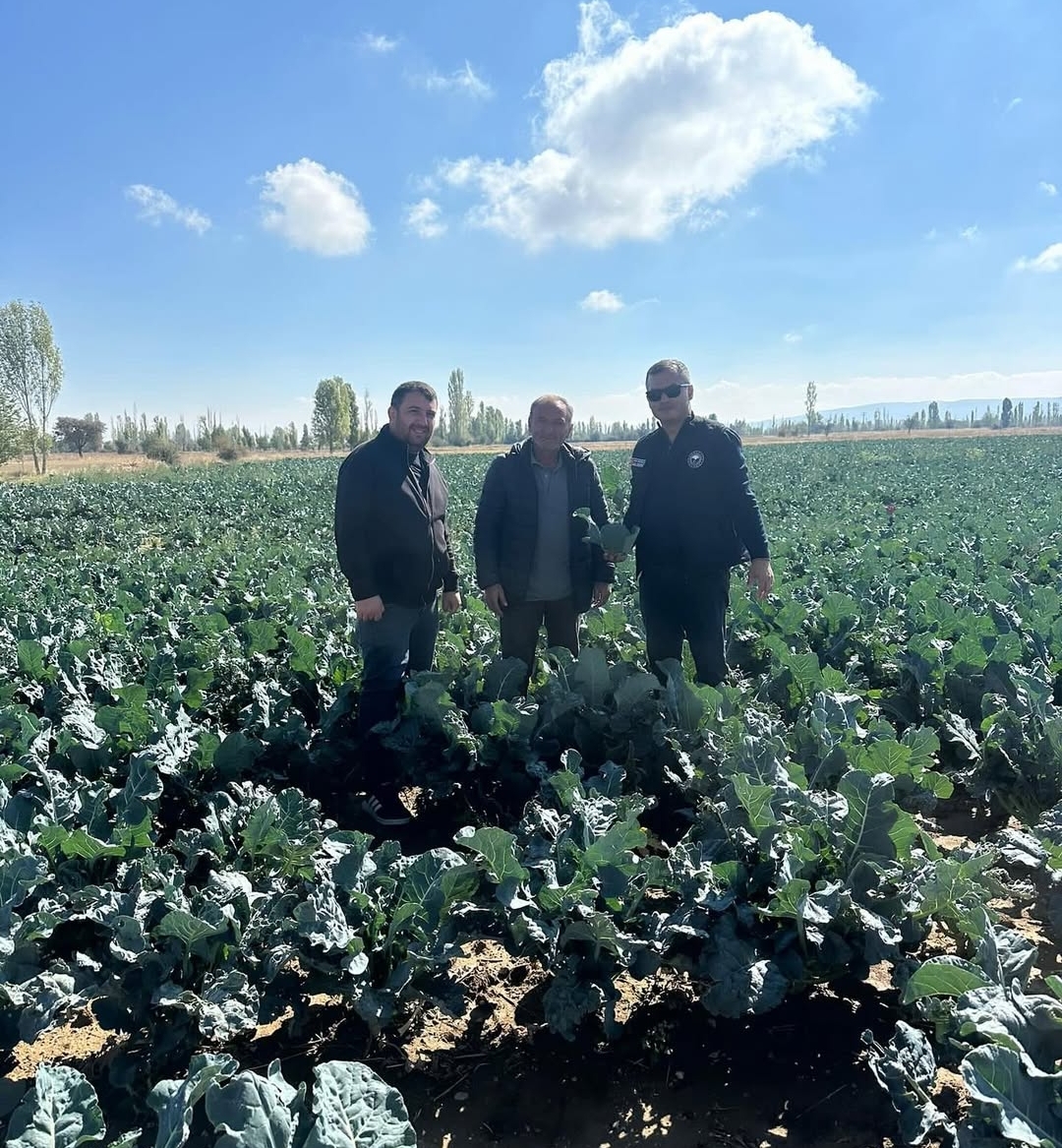 Sinanpaşa’da Brokoli ekim alanları kontrol edildi!