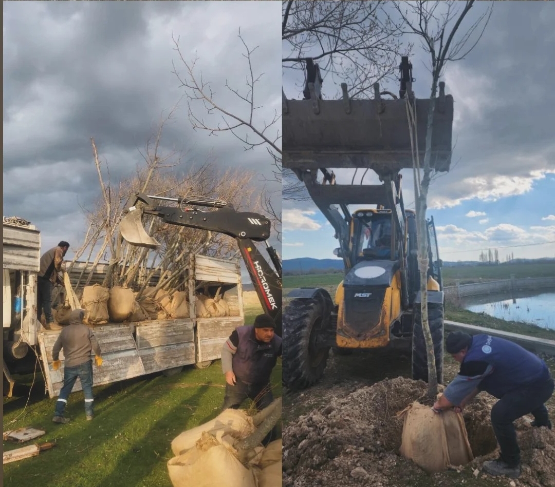 Serban’da Kavaklı Yol Yenileniyor: 110 Yeni Fidan Toprakla Buluşuyor