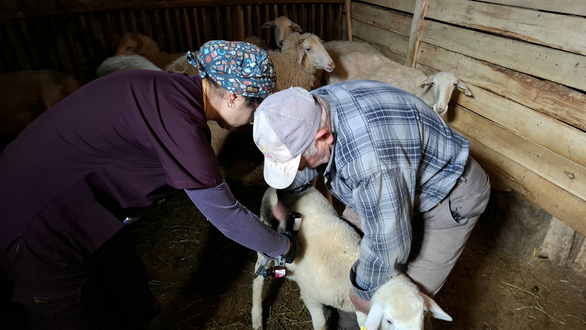 Sinanpaşa’da Küçükbaş Hayvanlarda Küpeleme ve Aşılama Çalışmaları Sürüyor