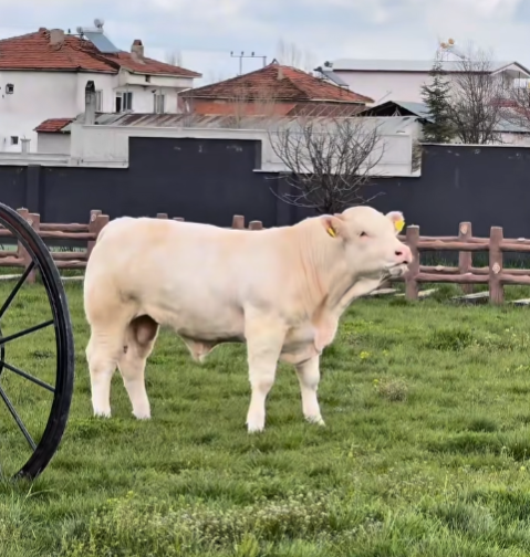 Alioğlu Group’tan SMA Hastası Gökçe Bebek İçin Canlı Yayınlı Açık Artırma