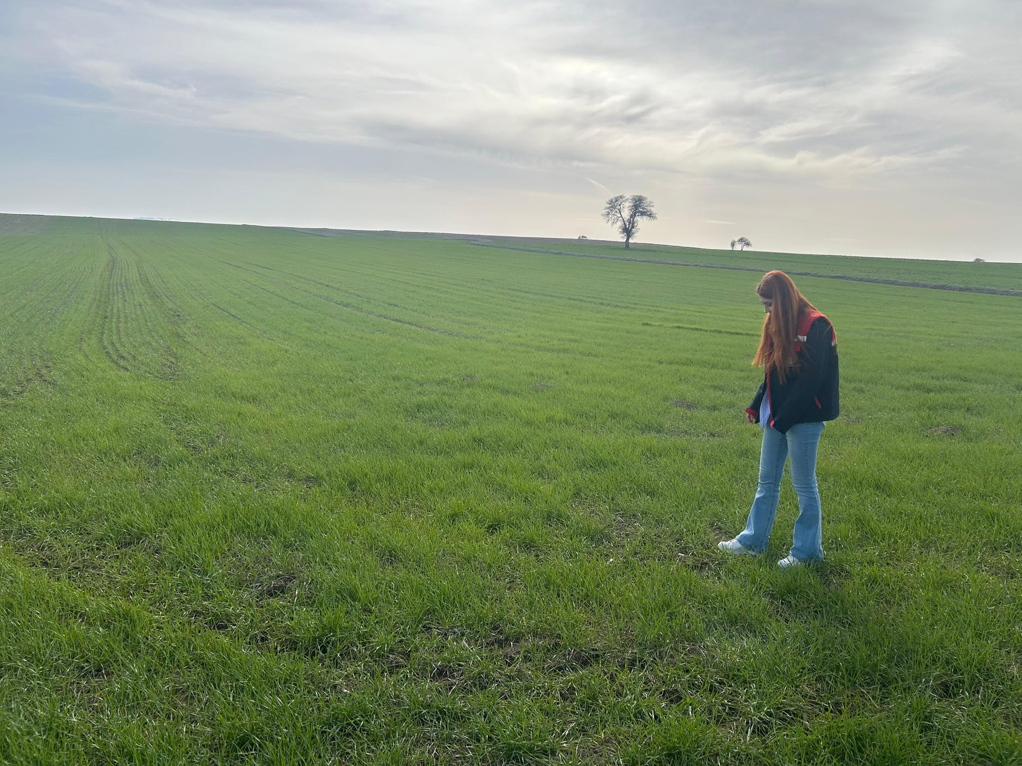 Sinanpaşa’da Hububat Arazilerinde Teknik Kontroller Sürüyor