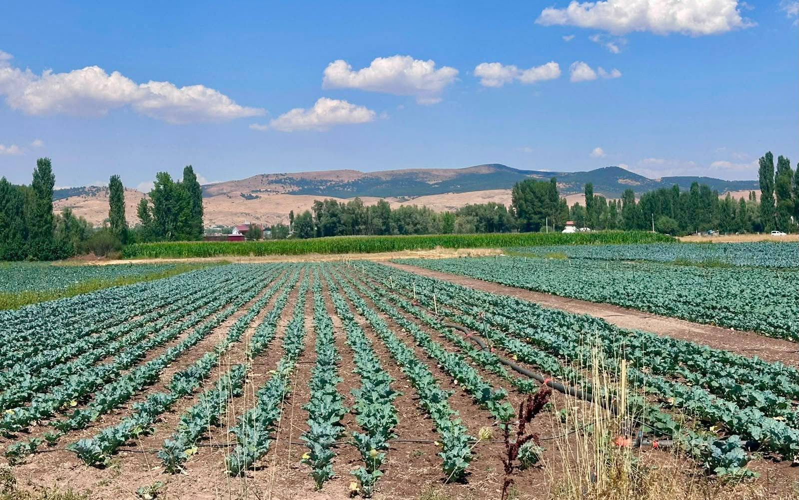 Sinanpaşa’da Brokoli Üretimi Yakından Takip Ediliyor